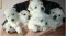 west highland white terrier