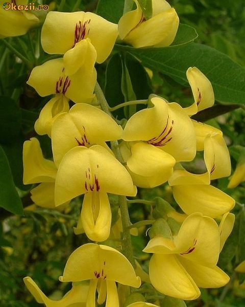 Laburnum "Vossii" foto mare