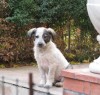 Maricica, se ofera spre adoptie