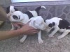 amstaff
