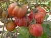 Seminte tomate mari - MONTSERRAT - 50+ seminte/plic