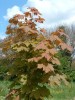 acer platanoides 3,5m-4m