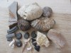 Diverse fosile din Devonian Jurasic Cretacic Eocen Miocen Pleistocen