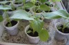 Vand Arbusti PAULOWNIA -arborele minune , inaltime 10-25 cm